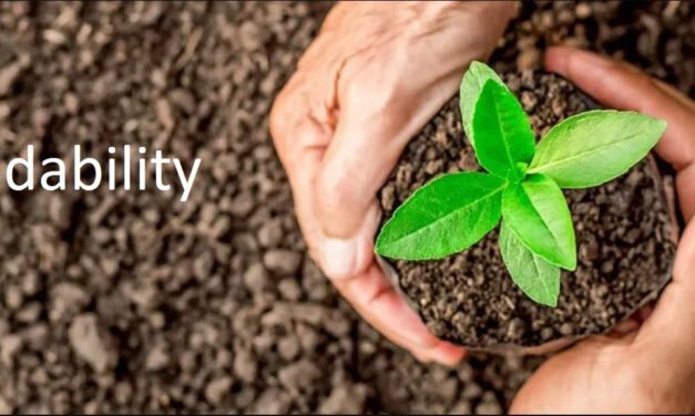 How does the biodegradability of paper food products compare to plastic or foam alternatives?